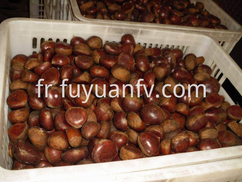 chestnut